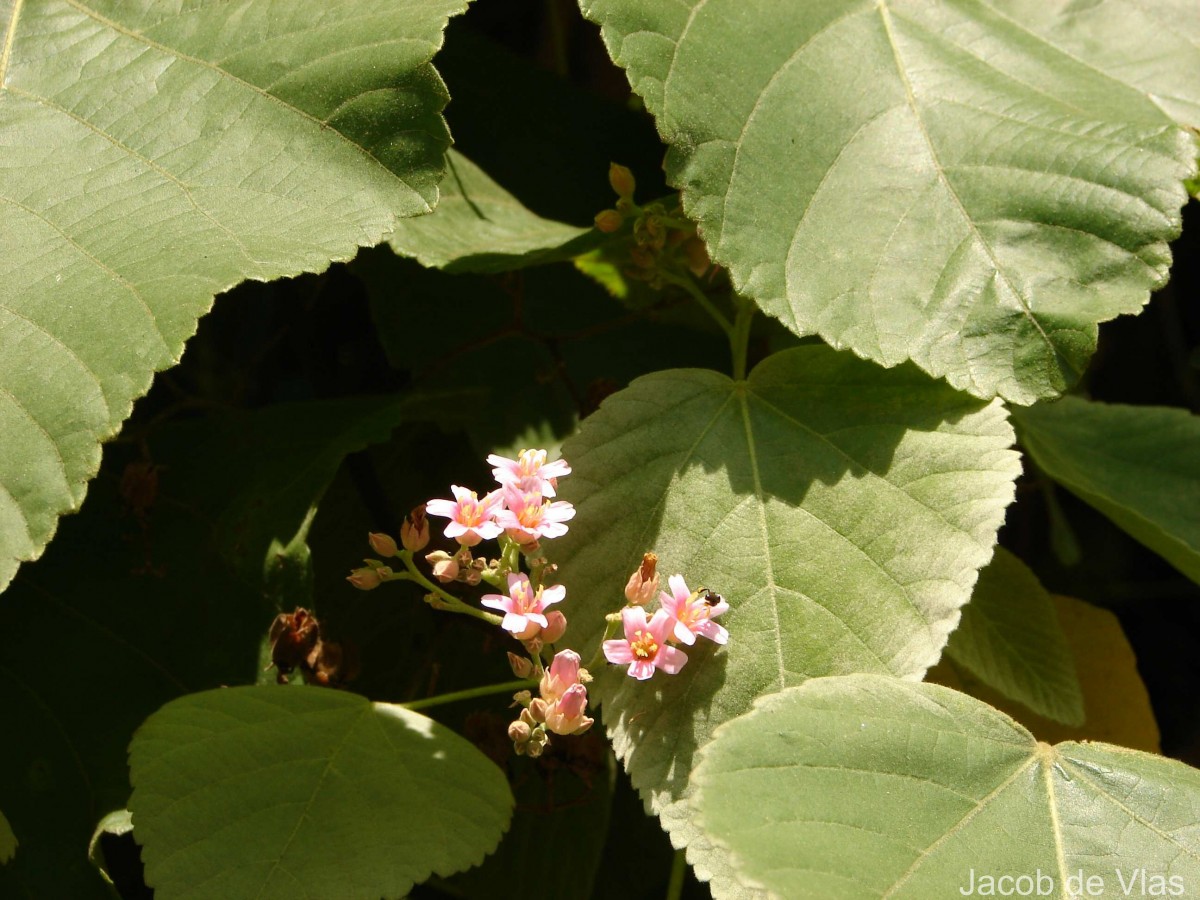 Melochia umbellata (Houtt.) Stapf